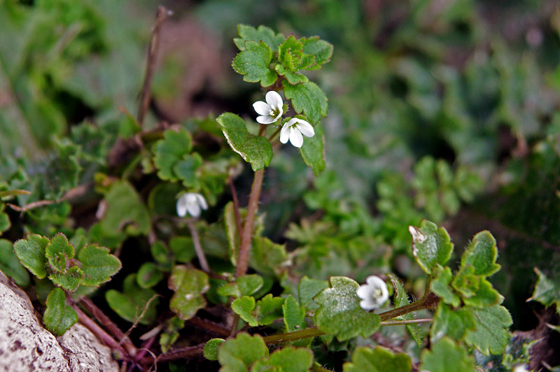 Pianta reptante : Veronica cymbalaria Bodard s.l.